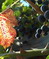 Vitis vinifera, Rebe, Färbepflanze, Färberpflanze, Pflanzenfarben,  färben, Klostergarten Seligenstadt